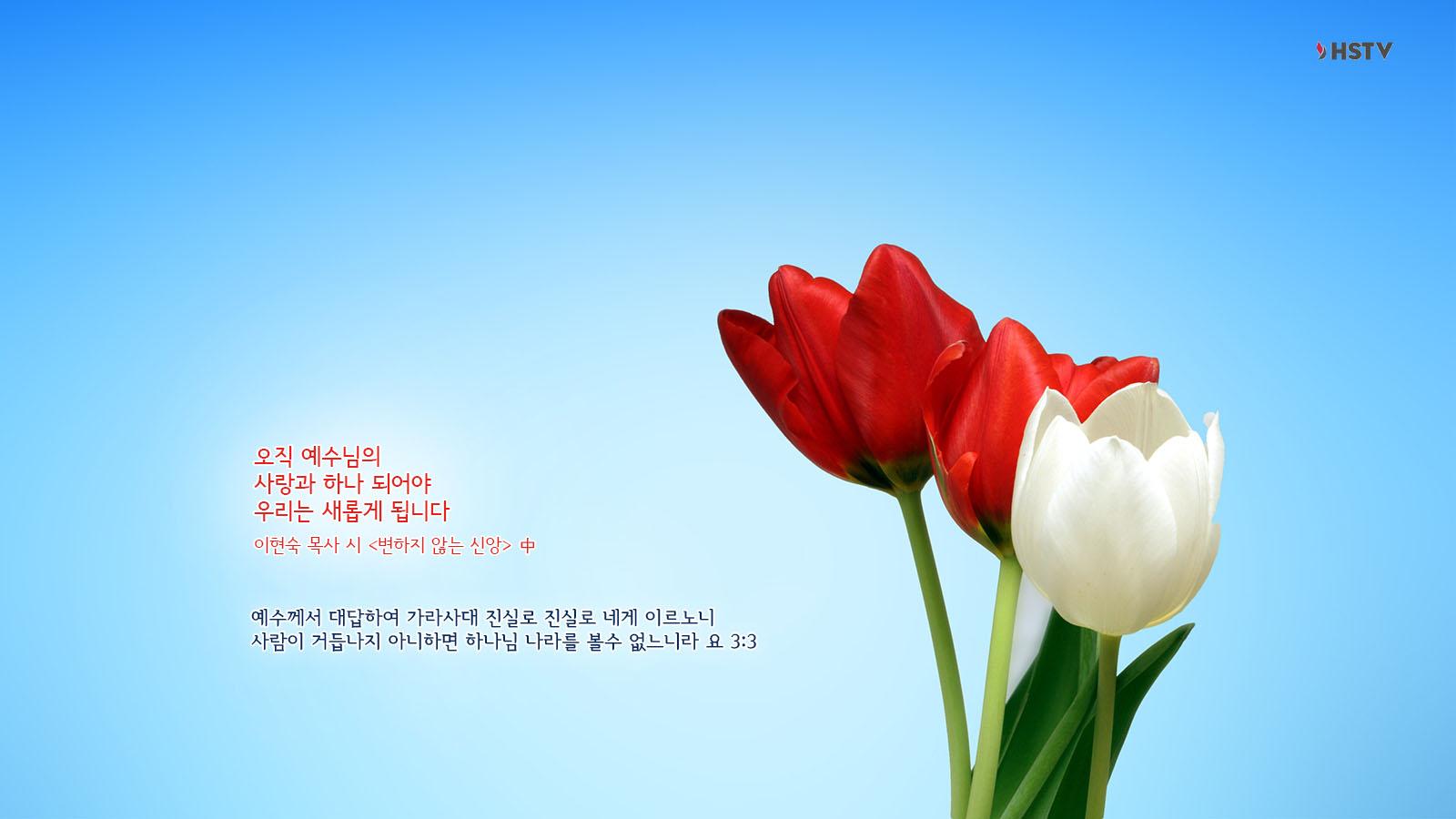 tulips-65036.jpg